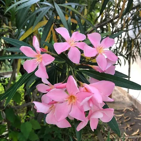 In Giardino