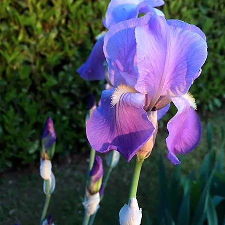 Bed and breakfast In Giardino