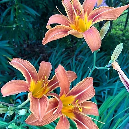 In Giardino